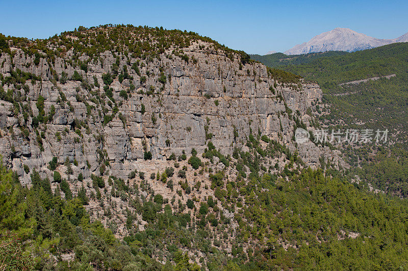 Red pine forest and big cliff at the valley floor of Köprülü Canyon National Park